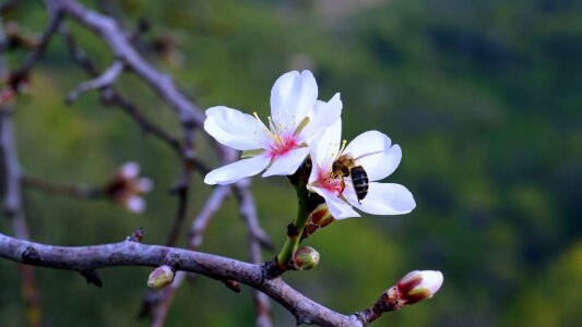 Bloom almond branch in bloom almond tree nature