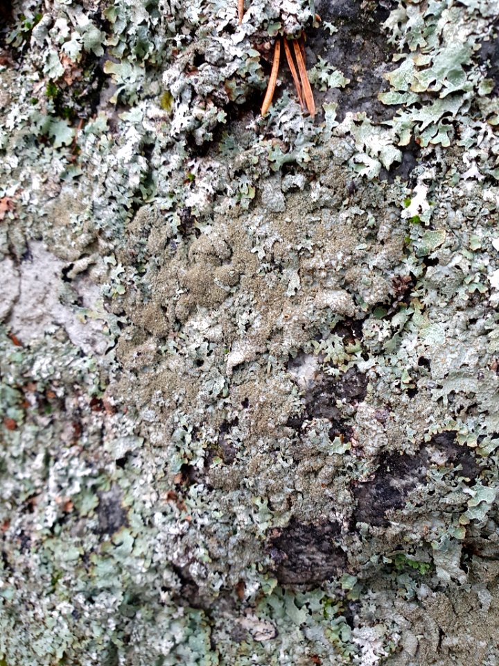 Parmelia saxatilis 106206351