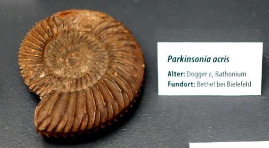 Parkinsonia acris - Naturhistorisches Museum, Braunschweig, Germany - DSC05138