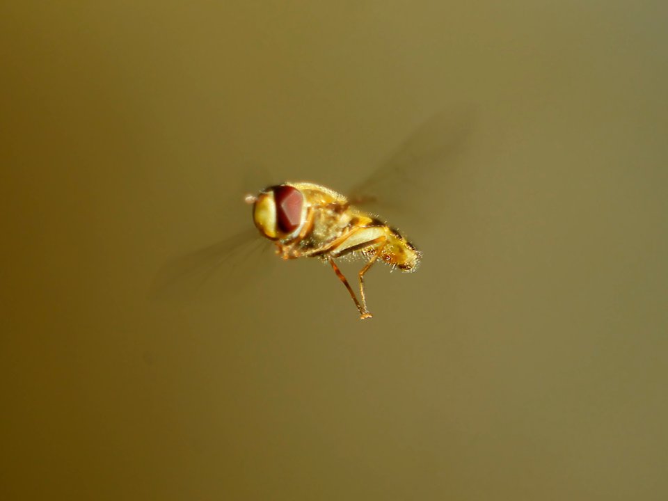 Parks Range, Schwebfliege im Flug