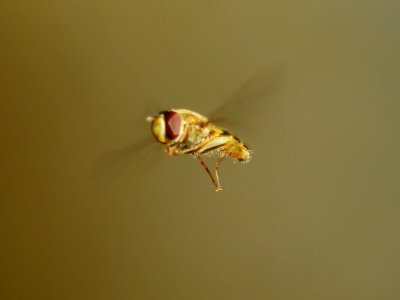 Parks Range, Schwebfliege im Flug