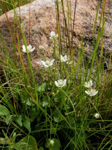 Parnassia palustris Simo, Finland 14.07.2013