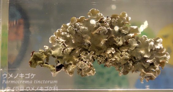 Parmotrema tinctorum - National Museum of Nature and Science, Tokyo - DSC07575