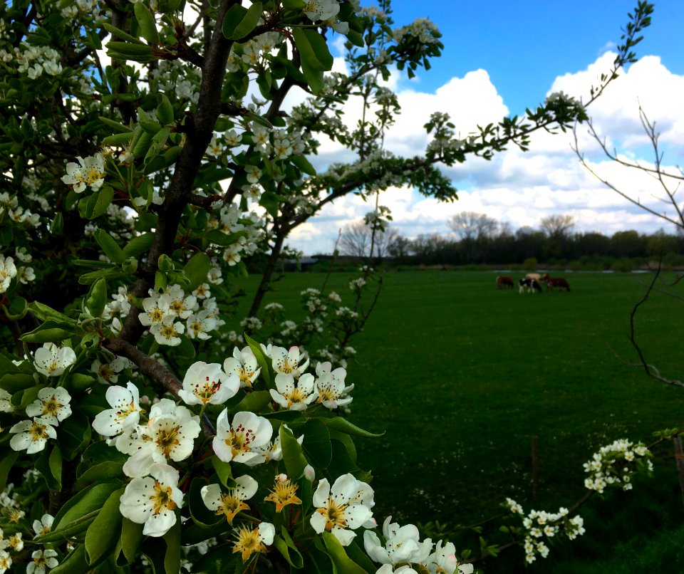 Pear blossoms in Enspijk, West Betuwe