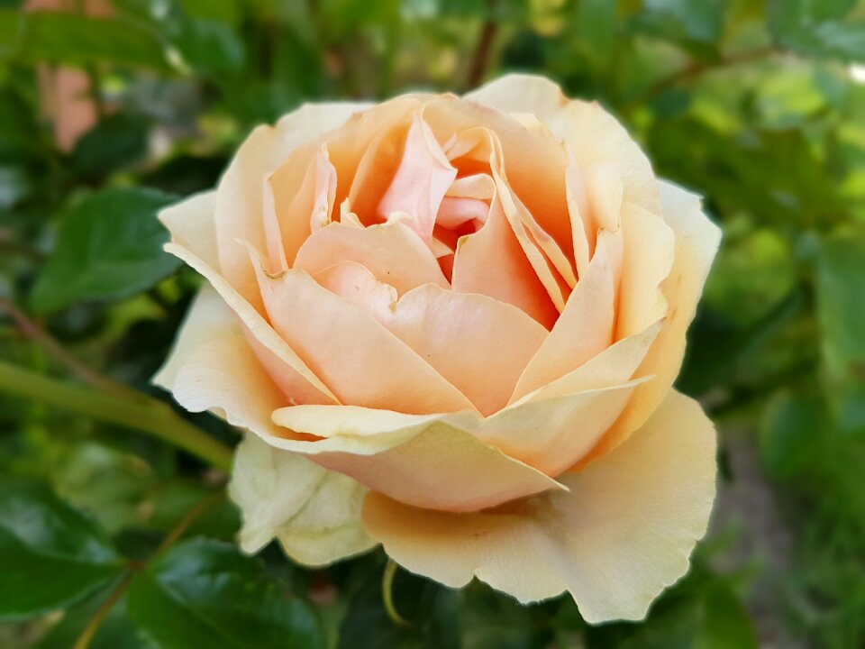 Rose flowers summer