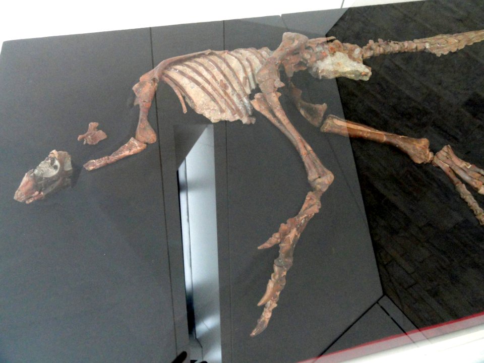 Parksosaurus warreni, Near Drumheller, Alberta, Canada, Late Cretaceous - Royal Ontario Museum - DSC00035