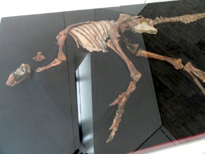 Parksosaurus warreni, Near Drumheller, Alberta, Canada, Late Cretaceous - Royal Ontario Museum - DSC00035