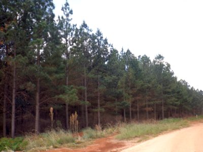 Pechey State Forest