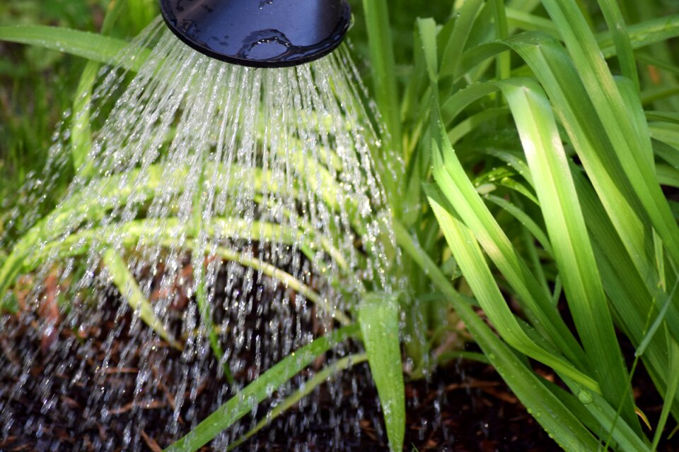 Water gardening garden