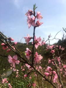 Peace Valley of Mount Dongwu in Huitang Town of Ningxiang County, Hunan, picture18