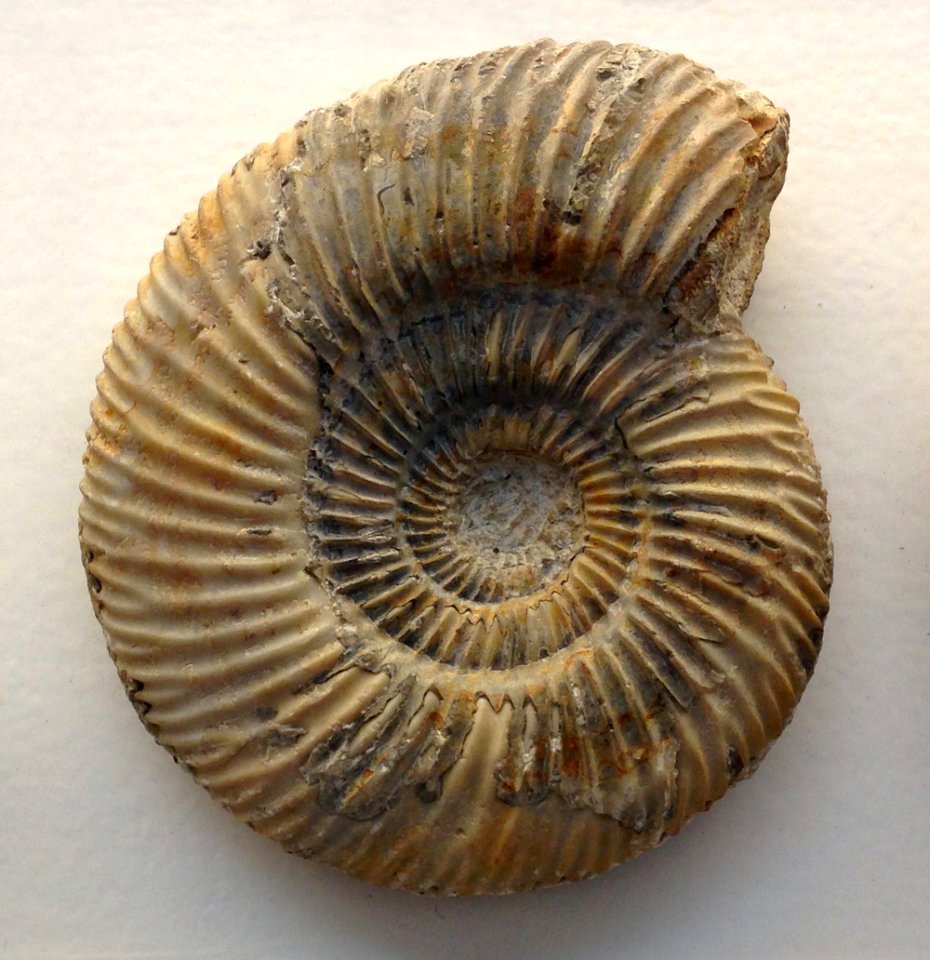 Parkinsonia parkinsoni NHM