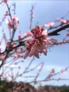 Peace Valley of Mount Dongwu in Huitang Town of Ningxiang County, Hunan, picture23