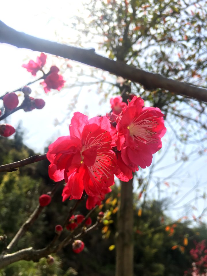 Peace Valley of Mount Dongwu in Huitang Town of Ningxiang County, Hunan, picture28