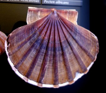 Pecten albicans - National Museum of Nature and Science, Tokyo - DSC06783