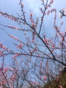 Peace Valley of Mount Dongwu in Huitang Town of Ningxiang County, Hunan, picture26