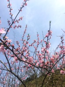 Peace Valley of Mount Dongwu in Huitang Town of Ningxiang County, Hunan, picture25