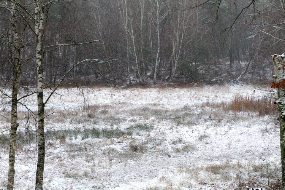Pechsee with snow 2021-01-03 02