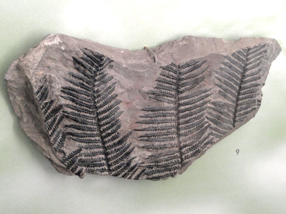 Pecopteris plumosa - Naturmuseum Freiburg - DSC06751