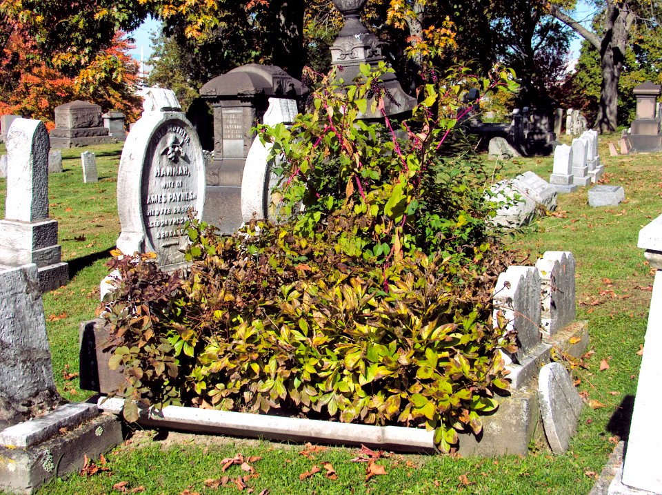 Payne (Hannah and James Sr.), Lebanon Church Cemetery, 2015-10-23, 01
