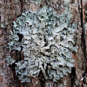 Parmelia sulcata 99354238