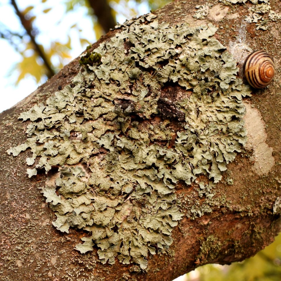 Parmelia sulcata 98409655