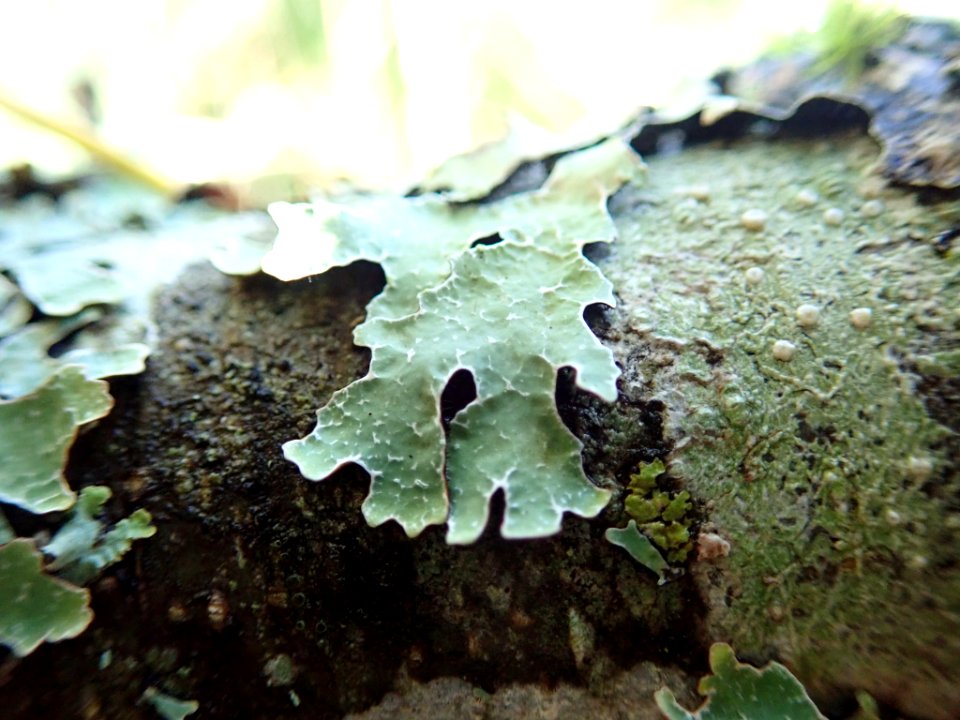 Parmelia sulcata 105945729