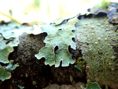 Parmelia sulcata 105945729