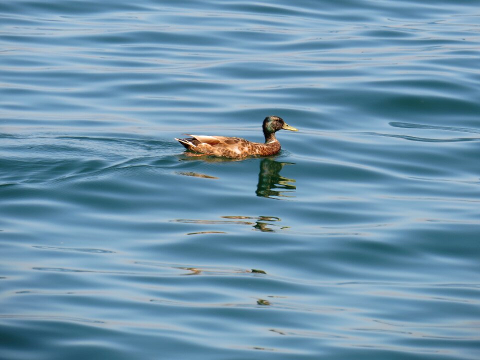 Water lake constance swim