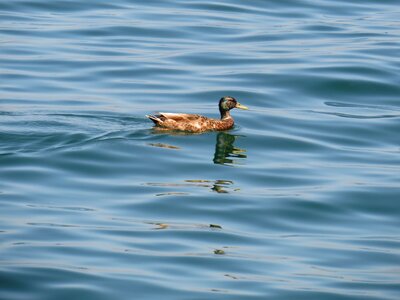 Water lake constance swim photo