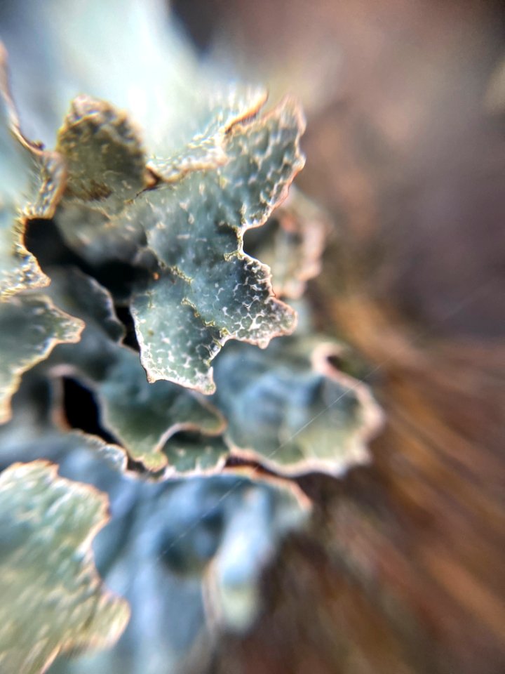 Parmelia sulcata 101731387