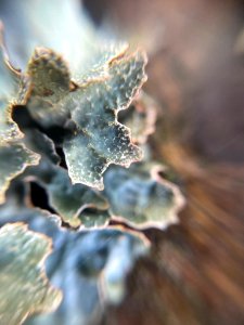 Parmelia sulcata 101731387