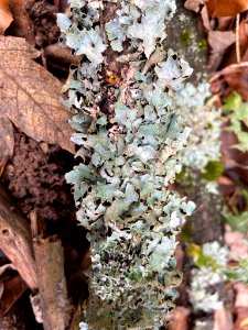 Parmelia sulcata 100911361