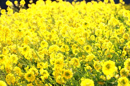 Flowers flower garden nature
