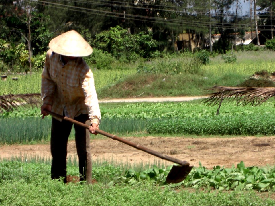 Peasant in the vegetable garden