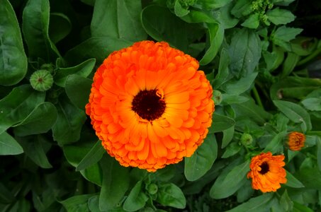 English marigold genda calendula officinalis photo