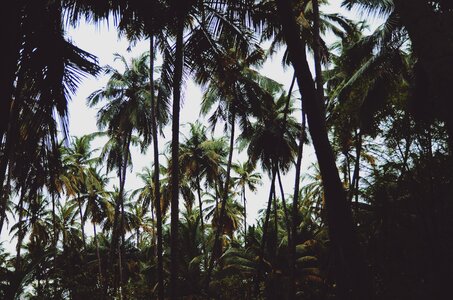 Palm trees trees gray tree
