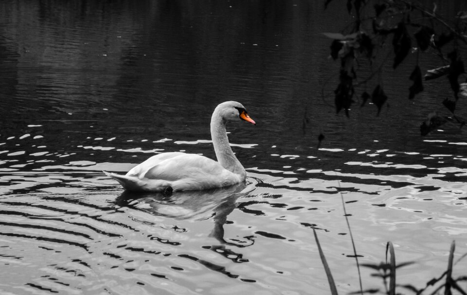 Bird water bird black white photo