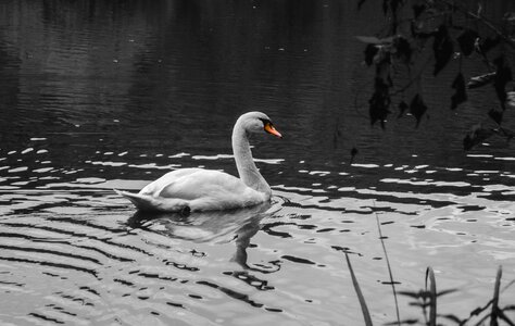 Bird water bird black white photo