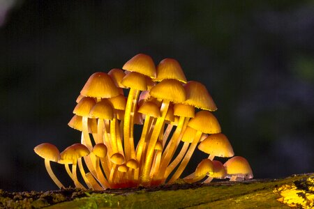 Mushrooms sponge mini mushroom