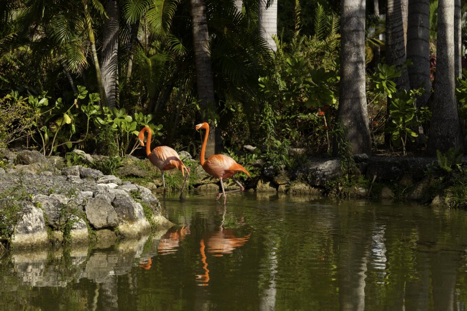 Pond feathered race lake