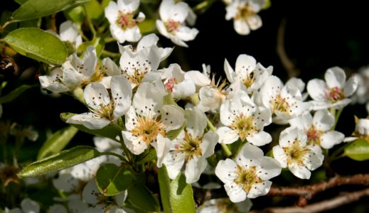 Pear Blossom Williams Christ