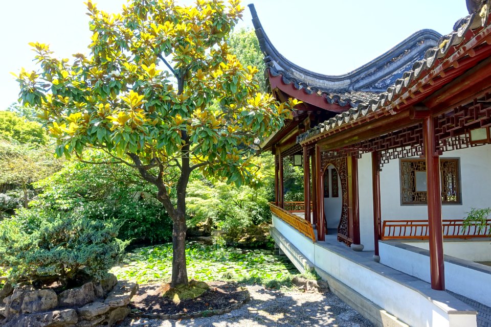 Pavilion with tree - Dr. Sun Yat-Sen Classical Chinese Garden - Vancouver, Canada - DSC09867