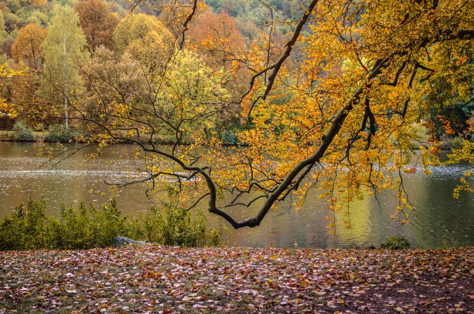 Nature tree herbstimpression