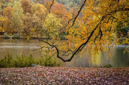 Nature tree herbstimpression