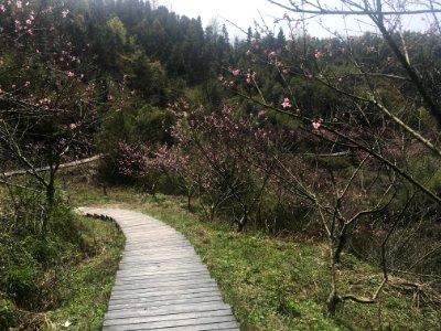 Peace Valley of Mount Dongwu in Huitang Town of Ningxiang County, Hunan, picture16