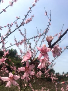 Peace Valley of Mount Dongwu in Huitang Town of Ningxiang County, Hunan, picture27