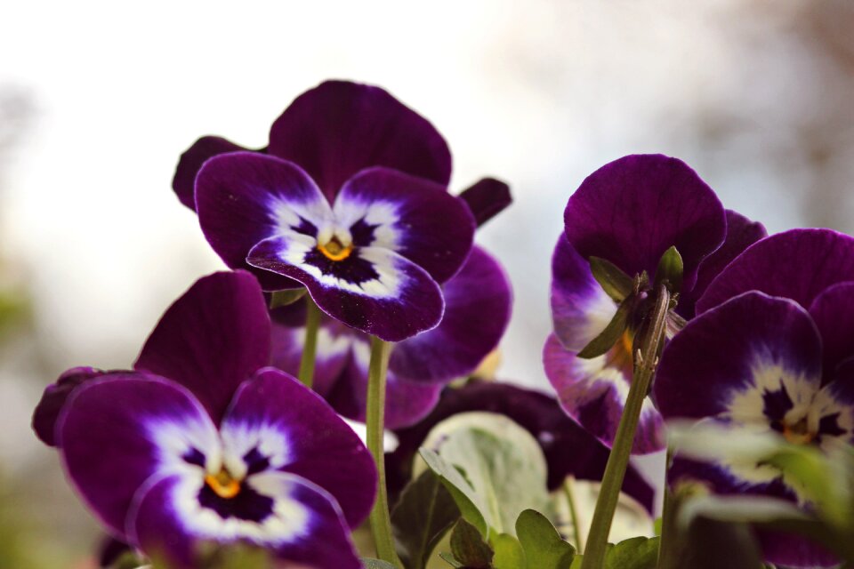Purple flowers purple flower plant