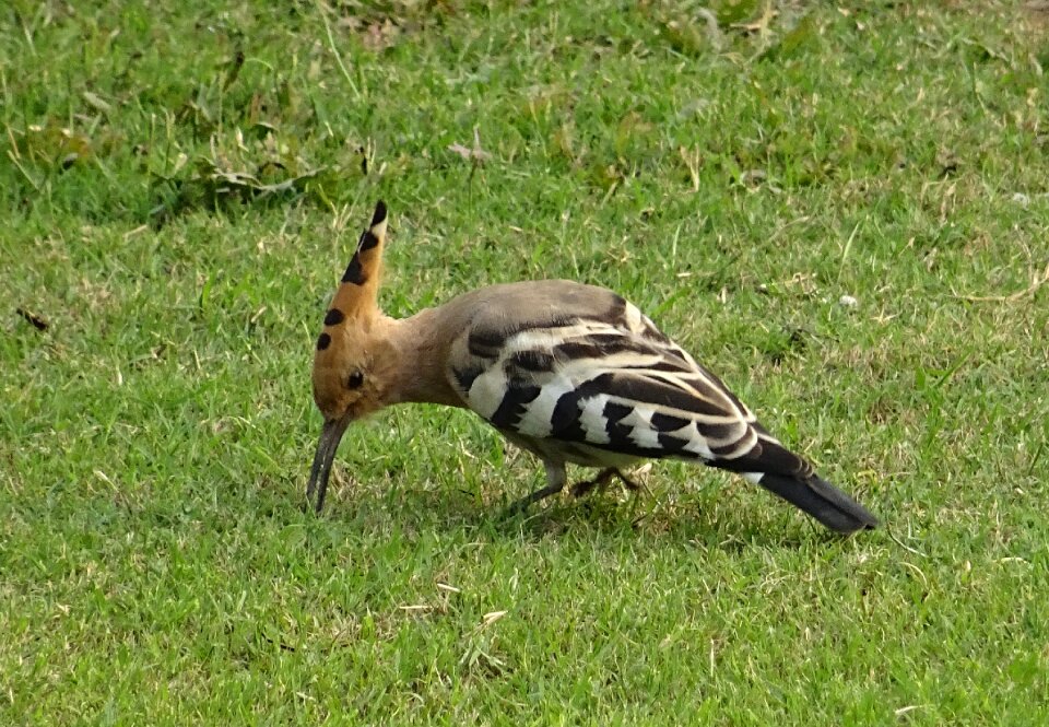 Upupa epops upupidae wildlife