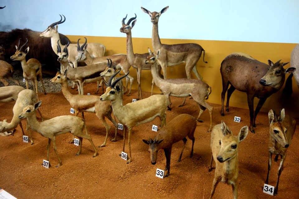 Pecora display - Museo Civico di Storia Naturale Giacomo Doria - Genoa, Italy - DSC02895