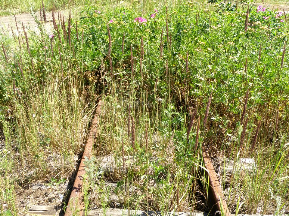 Peat mining railway2